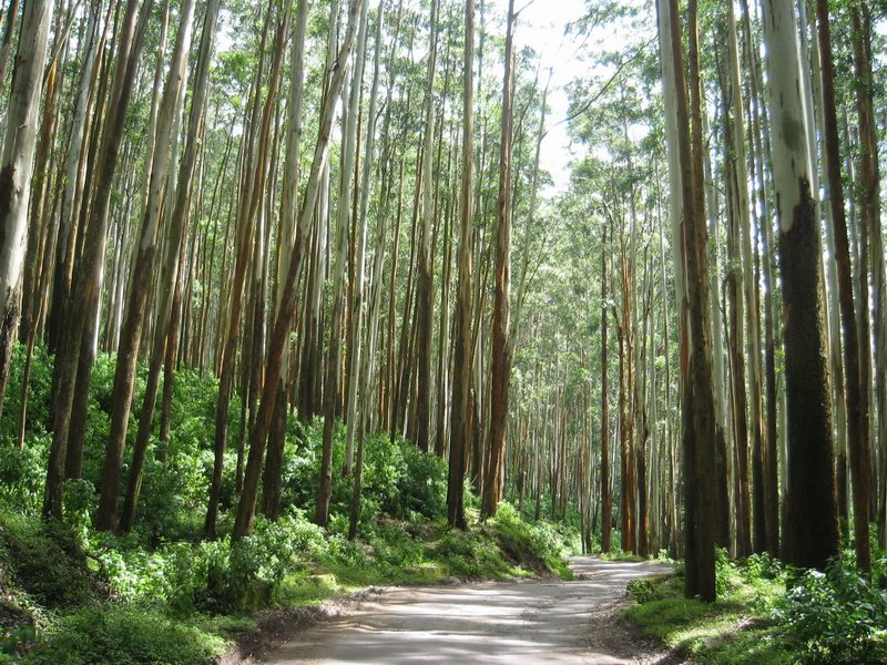 eucalyptus_trenches_ooty