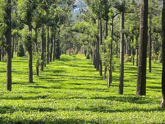 Assam