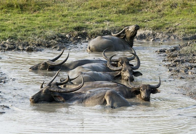 Wanderers Travelogue Kaziranga to Shillong
