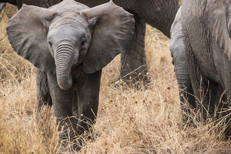 elephants