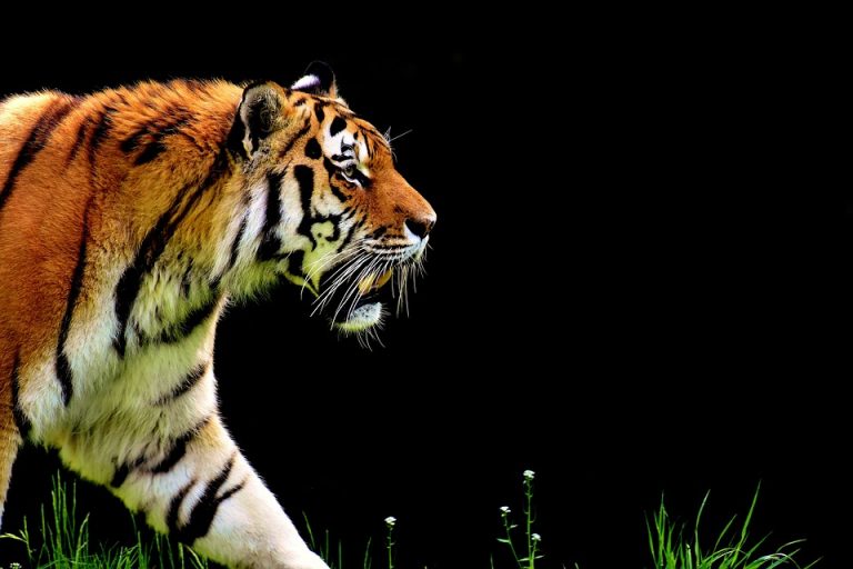 Tiger Trails of Central India