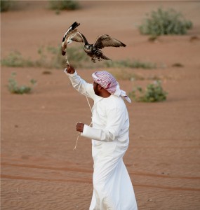 Ras Al Khaimah - Falcon with Local man Insiders view on Ras Al Khaimah