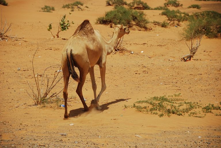 Insiders view on Ras Al Khaimah