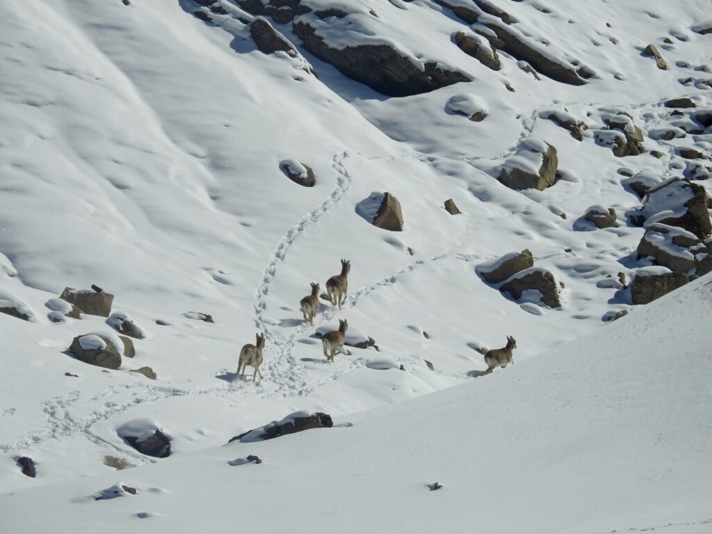 Ladakh Urial (Shapo)