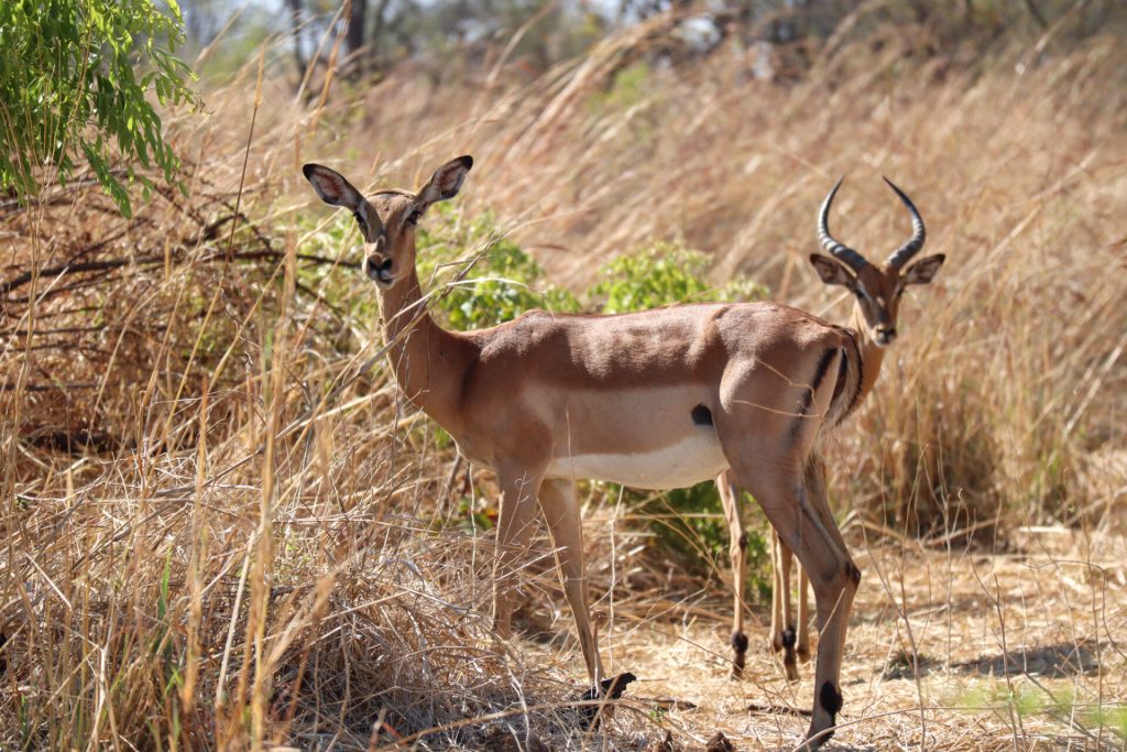 The Middle Eastern Experience – Jordan and Israel